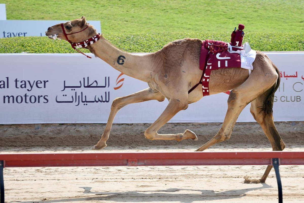 صراع ساخن على سيف ولي عهد دبي للهجن