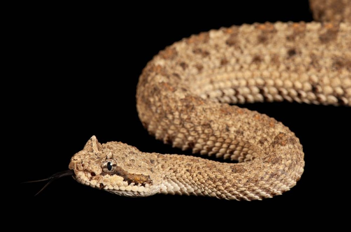 سرعة خارقة.. ما هو أسرع ثعبان في العالم؟
