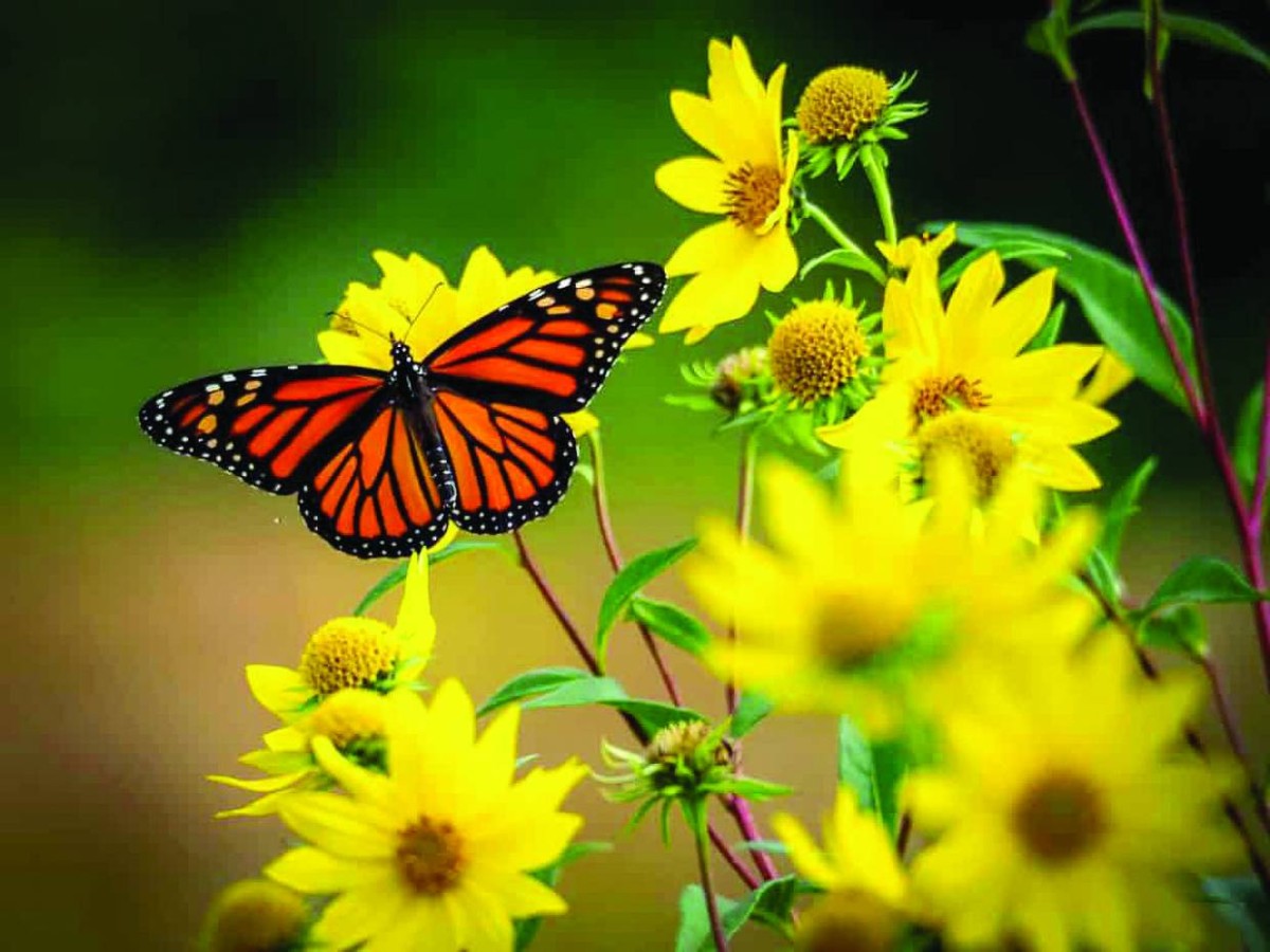 «صمت غامض» للحشرات يهدد مستقبل الإنسان