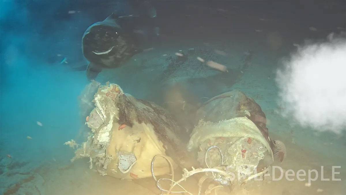 تجربة صادمة.. ماذا حدث عندما ألقى العلماء بقرة ميتة في أعماق المحيط؟