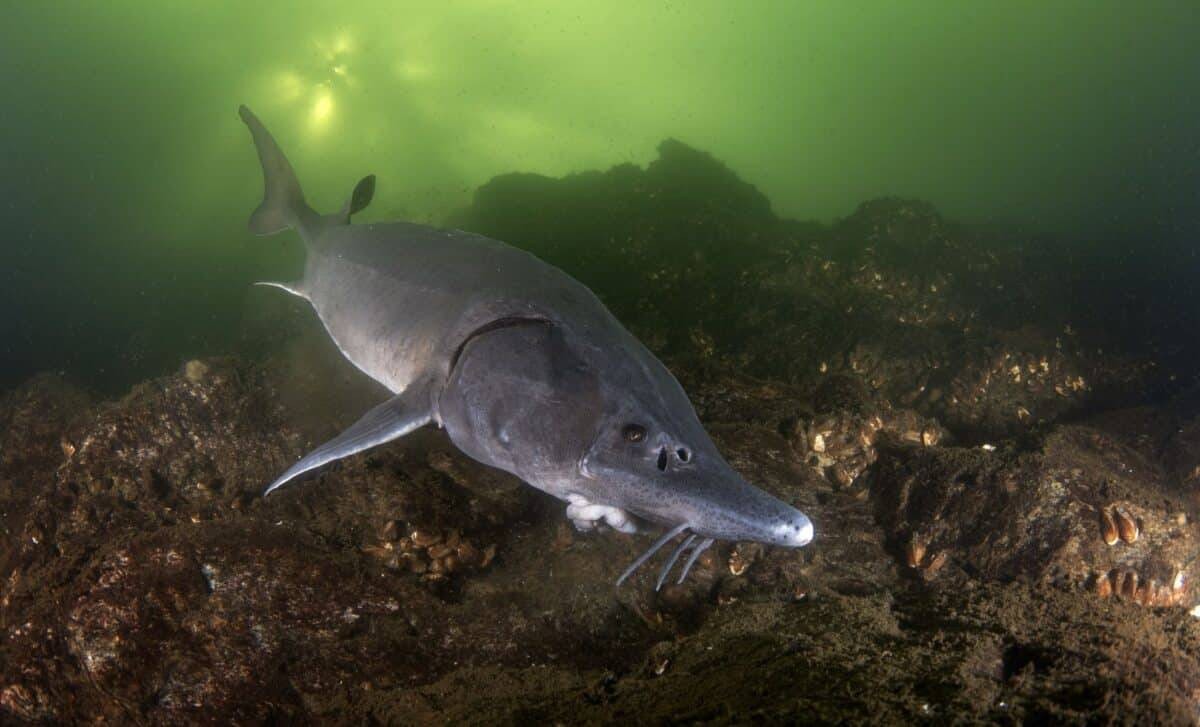 صيد الديناصور.. 17 دقيقة فقط لاصطياد سمكة عمرها 100 مليون سنة!