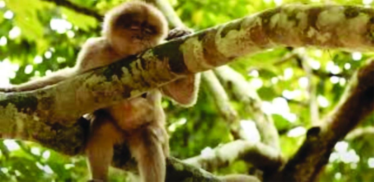 سمات الحيوان وسلوكياته تؤثر في فرص بقائه حياً