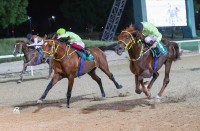 حضور قوي للخيول (إنتاج الإمارات) في سباق مضمار العين التاسع