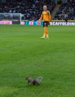 سنجاب يسرق الأضواء ويحول مباراة هال سيتي إلى عرض كوميدي