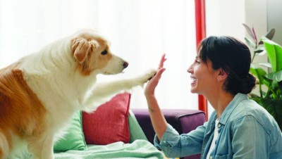 طوق يترجم للكلاب