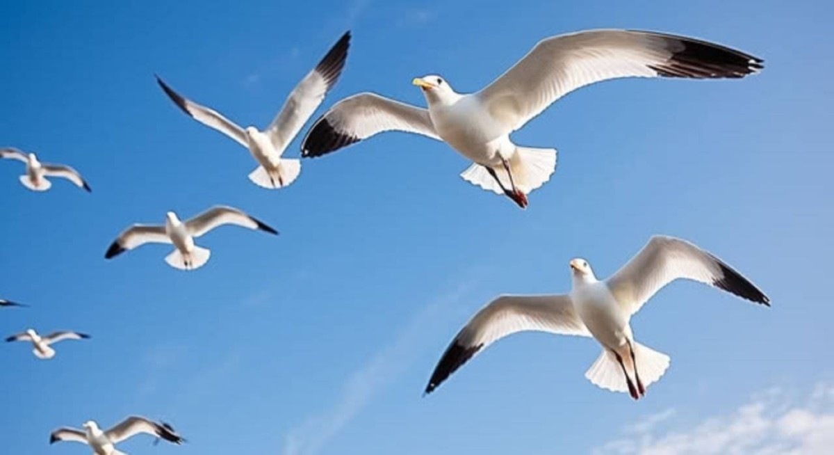 الضوضاء تؤثر على الطيور