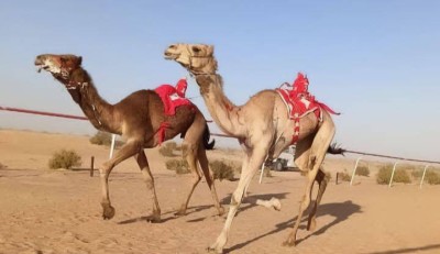 تتويج الفائزين بـ"سباق العلمين" التمهيدي الرابع للهجن بمشاركة 600 مطية