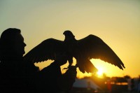 الثقافة في الإمارات.. منظومة قيم وهوية