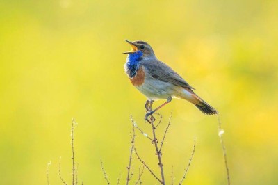 اكتشاف لغة عالمية كامنة في أصوات الطيور