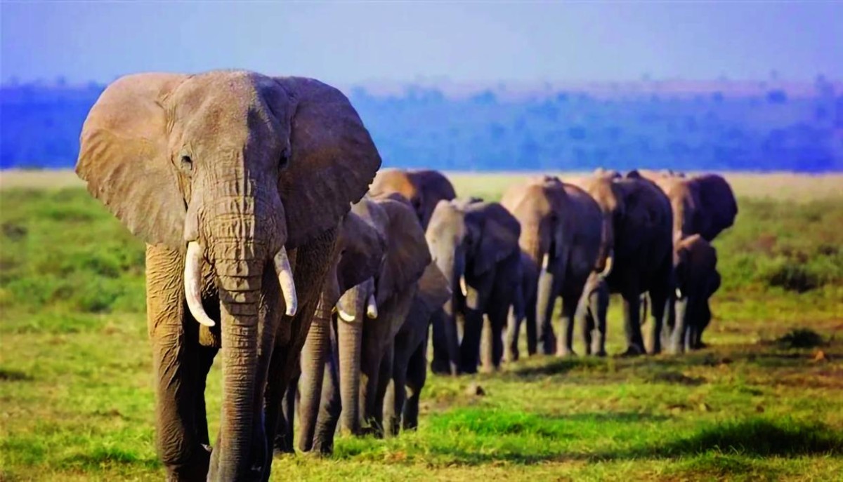 فيلة غاضبة تدمر بيوتاً وتقتل 6 أشخاص