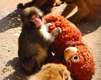 دمية تصبح أماً لقرد