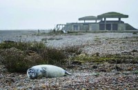 رقم قياسي لمواليد الفقمة بموقع عسكري