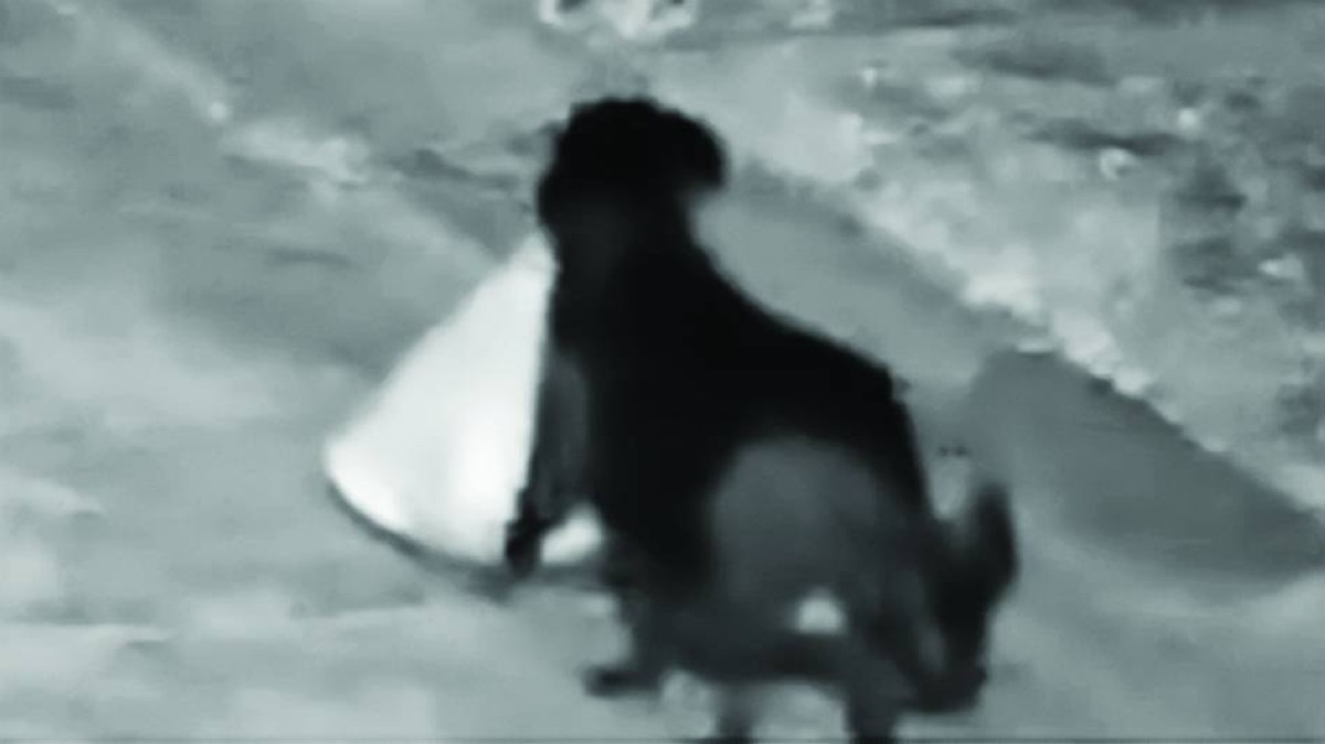 الشرطة الإيطالية تفك لغز «كلب القمامة»