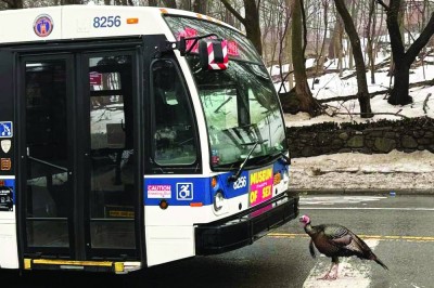 ديك رومي «يناطح» حافلة ويوقف المرور