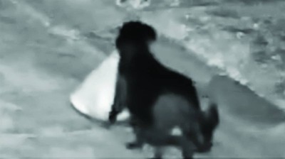 الشرطة الإيطالية تفك لغز «كلب القمامة»