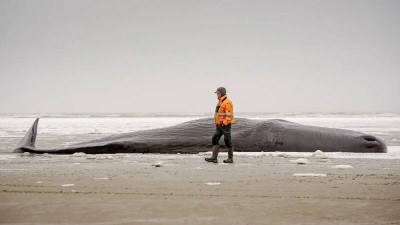نفوق حيتان في الدنمارك
