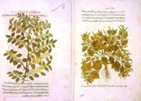 من صفحات كتاب «الجامع» لابن البيطار في مكتبة آيا صوفيا مع رسومات نباتية مرفقة بالنص