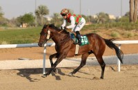 «ثلاثية» لخيول ياس.. و«عدي» بطلاً للجولة الثانية لـ«ماراثون العين»