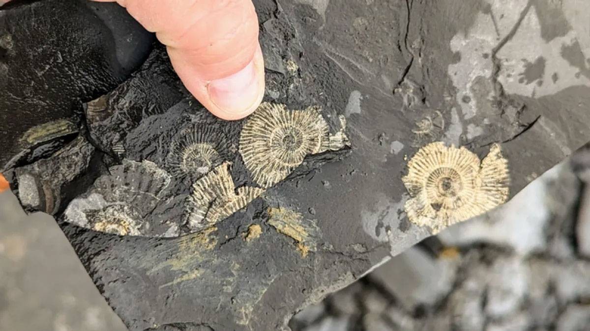 ليست ذهباً.. كشف سر بريق أحافير البوسيدونيا بعد 183 مليون عام