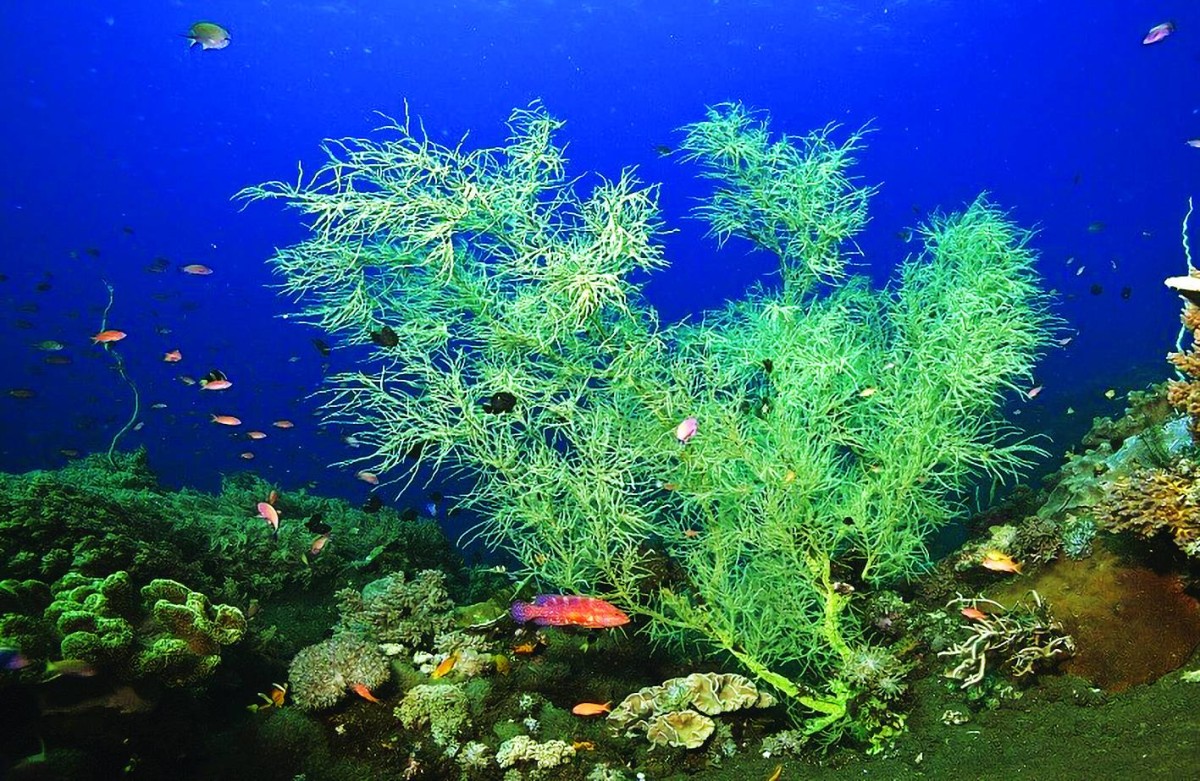 أسرار وعوالم قيعان المحيطات لا تزال عصية على البشر