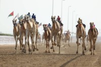 الحقايق تواصل الإثارة في ختامي الوثبة للهجن