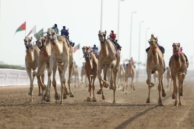 الحقايق تواصل الإثارة في ختامي الوثبة للهجن