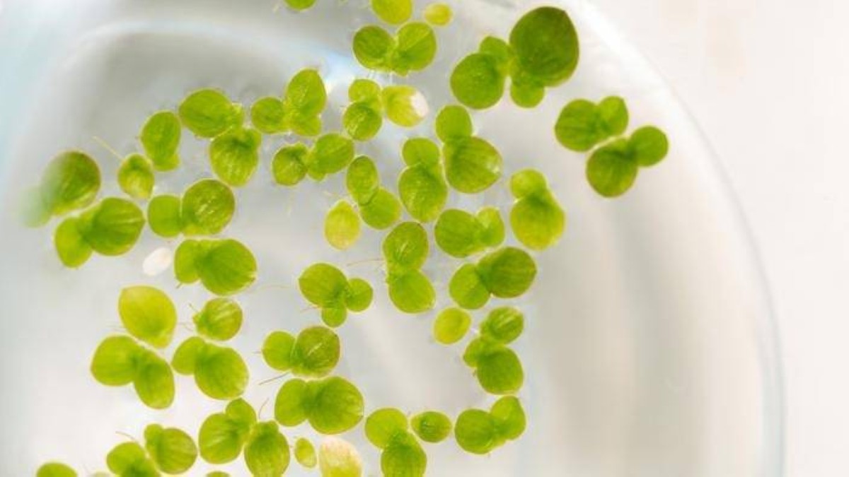 «عدس الماء».. نبات خارق