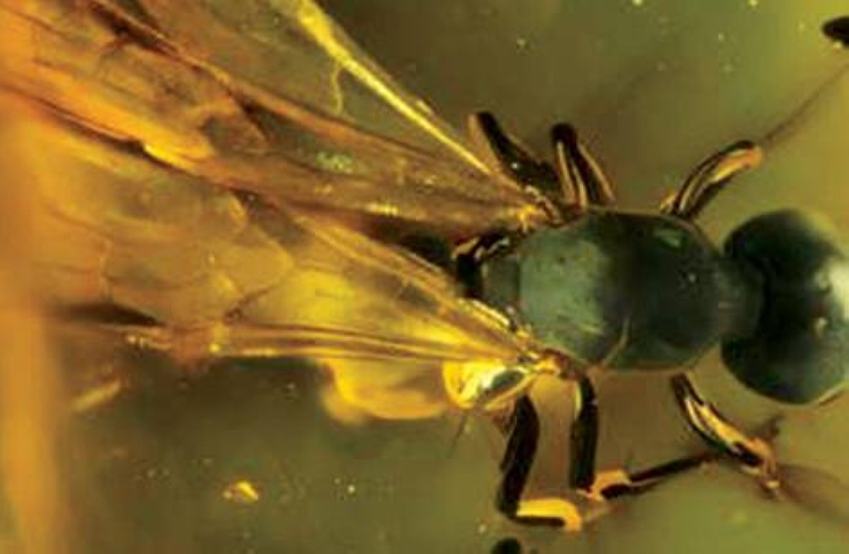 نمل من 16 مليون سنة