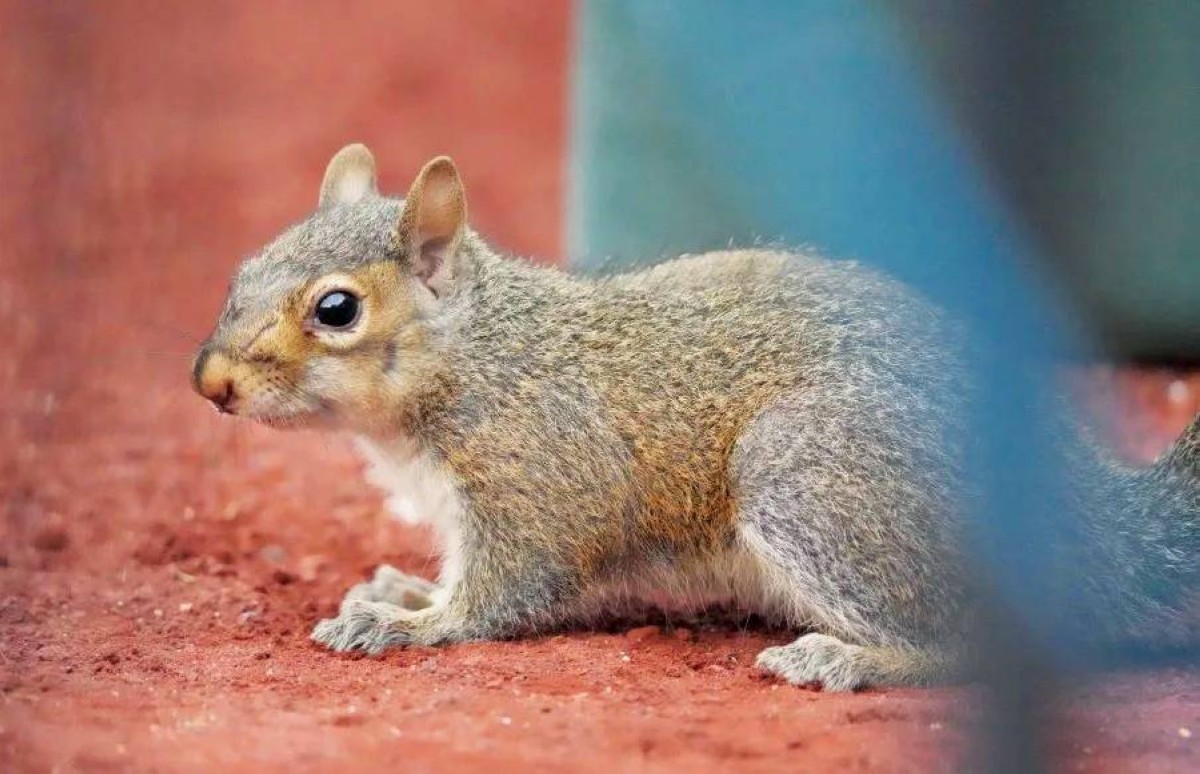 سنجاب يسبب عطلاً تقنياً