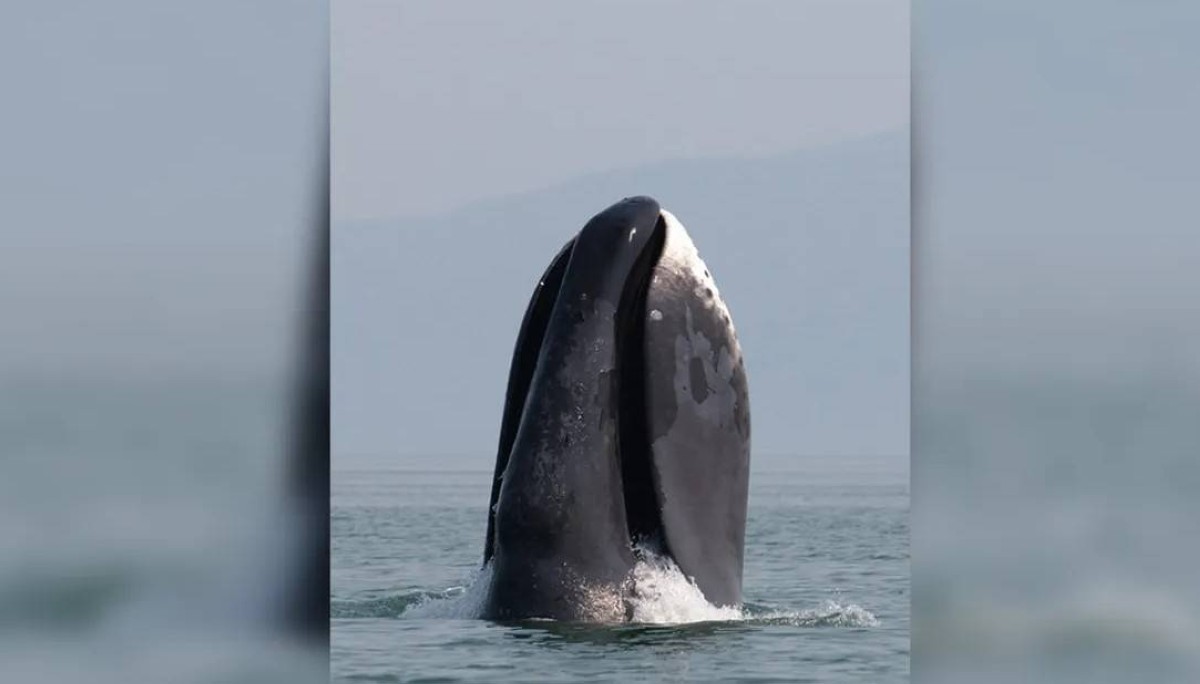 فمه يتجاوز 5 أمتار.. صاحب أكبر فك في عالم الحيوان يعيش أكثر من 200 عام