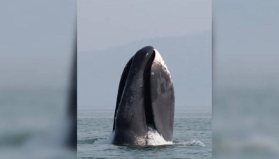 فمه يتجاوز 5 أمتار.. صاحب أكبر فك في عالم الحيوان يعيش أكثر من 200 عام