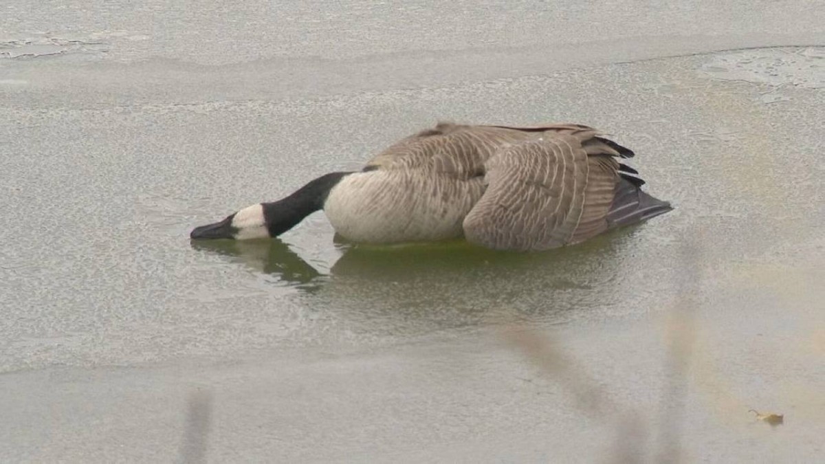 نفوق غامض للطيور