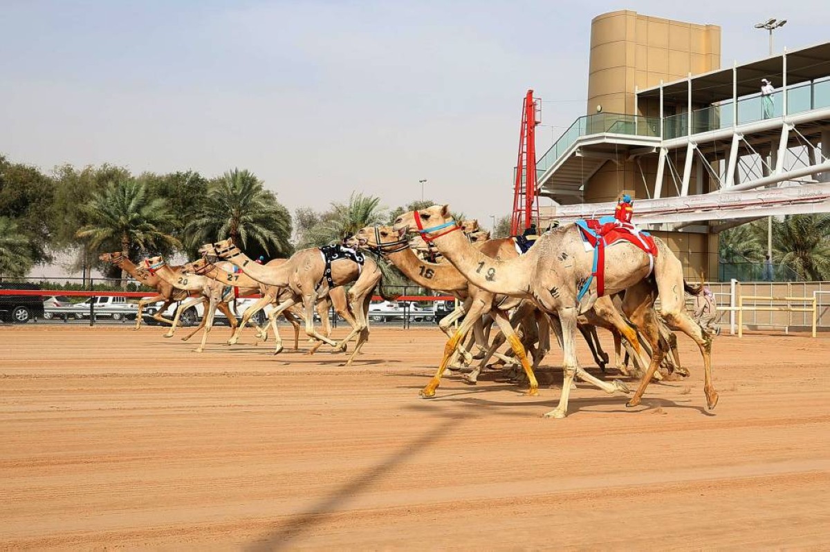 333 شوطاً في ختامي المرموم للهجن بعد العيد