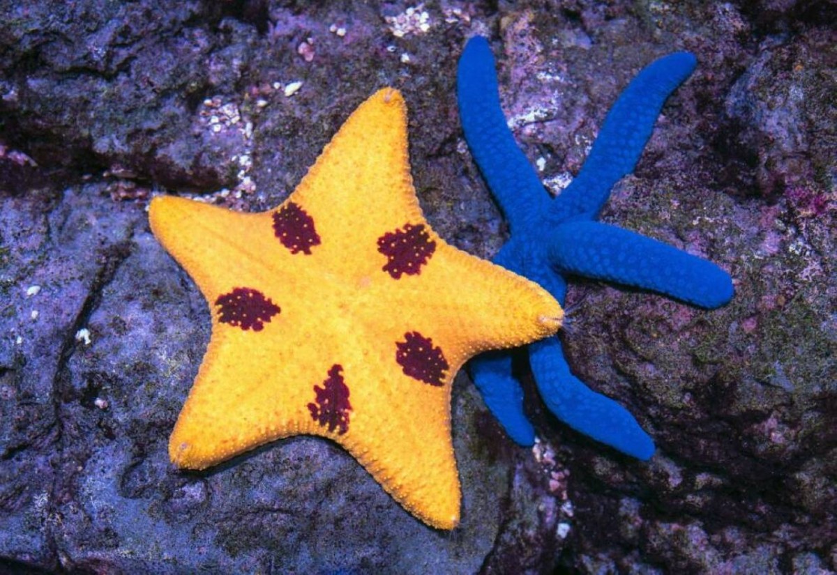 «نجم البحر» يردع مقاومة الخلايا السرطانية