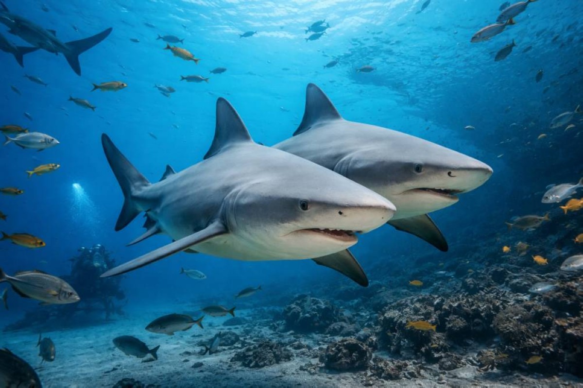 مفاجأة علمية.. حتى أخطر القروش لديها "أفضل أصدقاء"