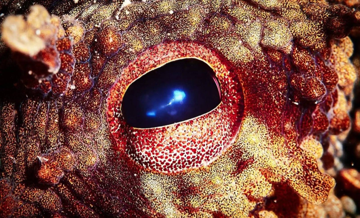 إذا اختفى البشر.. هذا المخلوق الغريب يحكم الأرض