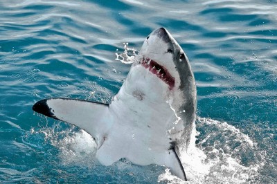 اكتشاف يهز عالم الطب… القروش تمنح الأمل لمرضى السرطان