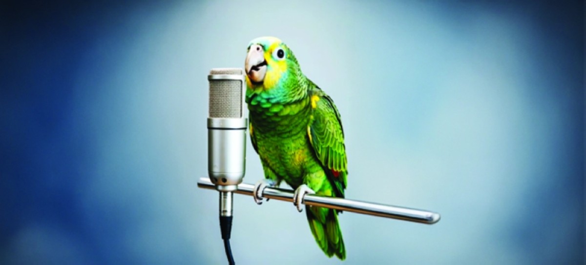 هل تفهم الببغاوات معنى ما تردده من كلمات البشر؟