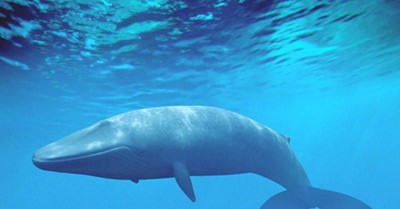 مصيدة حيتان تاريخية