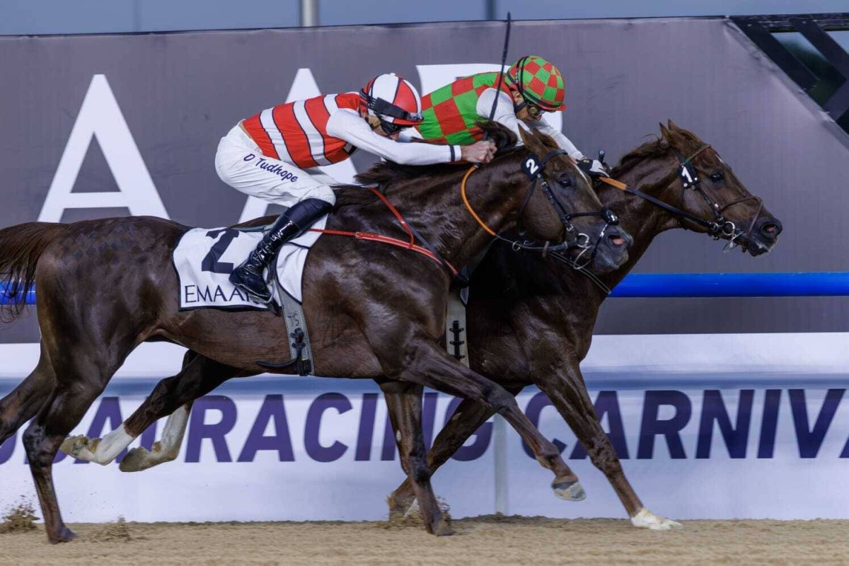 5 مدربين مواطنين ينافسون على «كحيلة كلاسيك» في كأس دبي العالمي