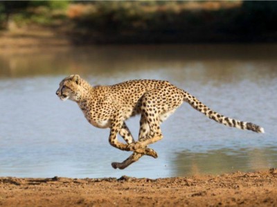 من البرية إلى السماء.. ما هي أسرع الحيوانات في البر والجو والبحر؟