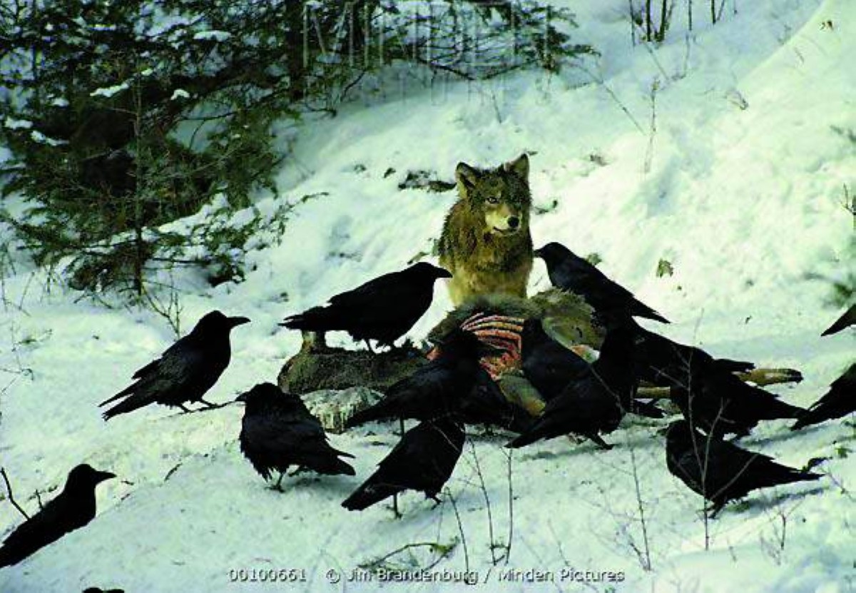 قدرات «معرفية» و«ملاحية» استثنائية لدى الغربان