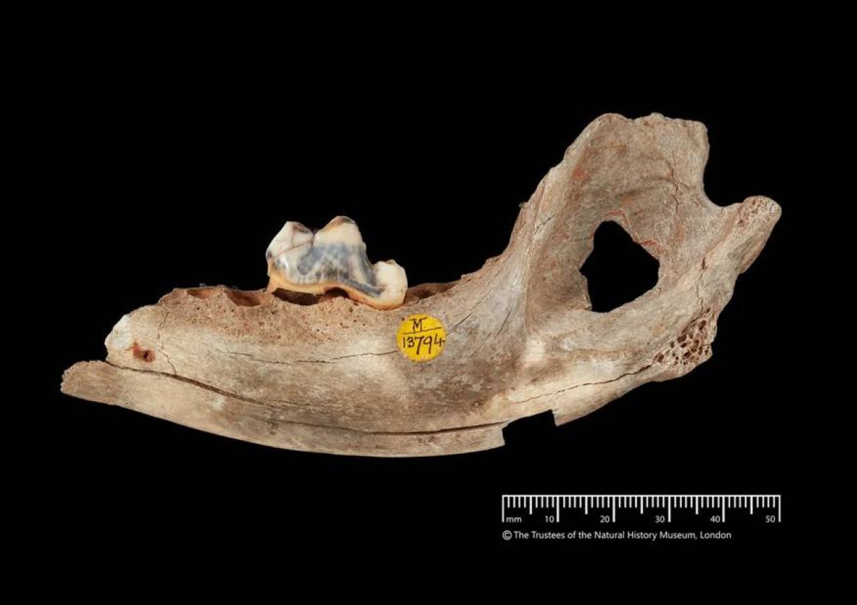 16 ألف عام من الوفاء.. أقدم كلب مستأنس في العالم من تركيا