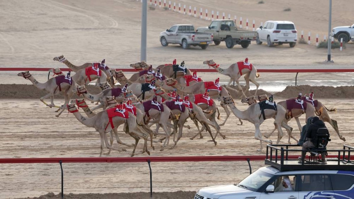 انطلاقة قوية لهجن أصحاب السمو الشيوخ في ختامي المرموم 2026
