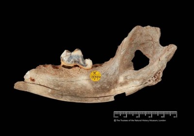 16 ألف عام من الوفاء.. أقدم كلب مستأنس في العالم من تركيا