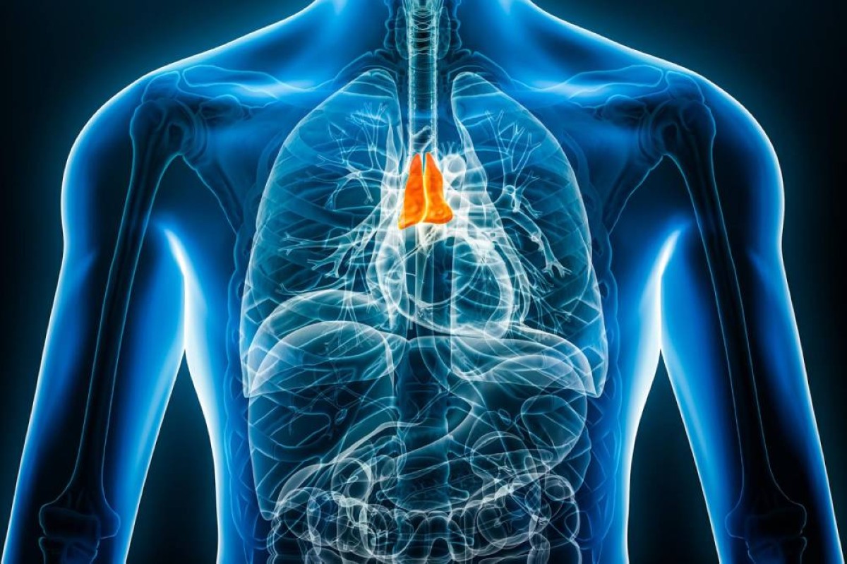 عضو منسي في الجسم يعيد تشكيل مستقبل علاج السرطان