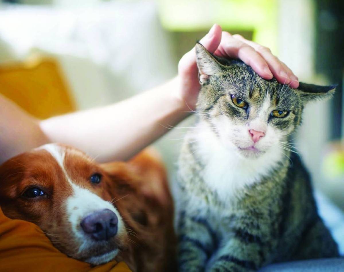 38 حملة ضبط للحيوانات السائبة بأبوظبي خلال 2025