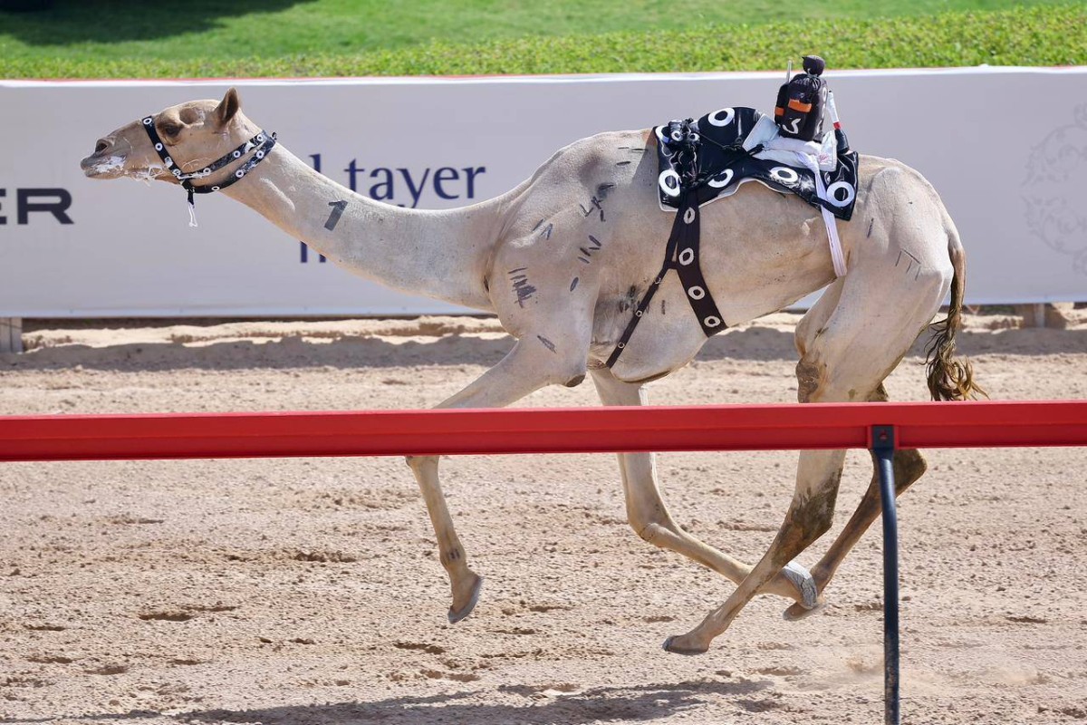 الشاهينية لهجن العاصفة تتألق في تحدي «عمالقة» ختامي المرموم