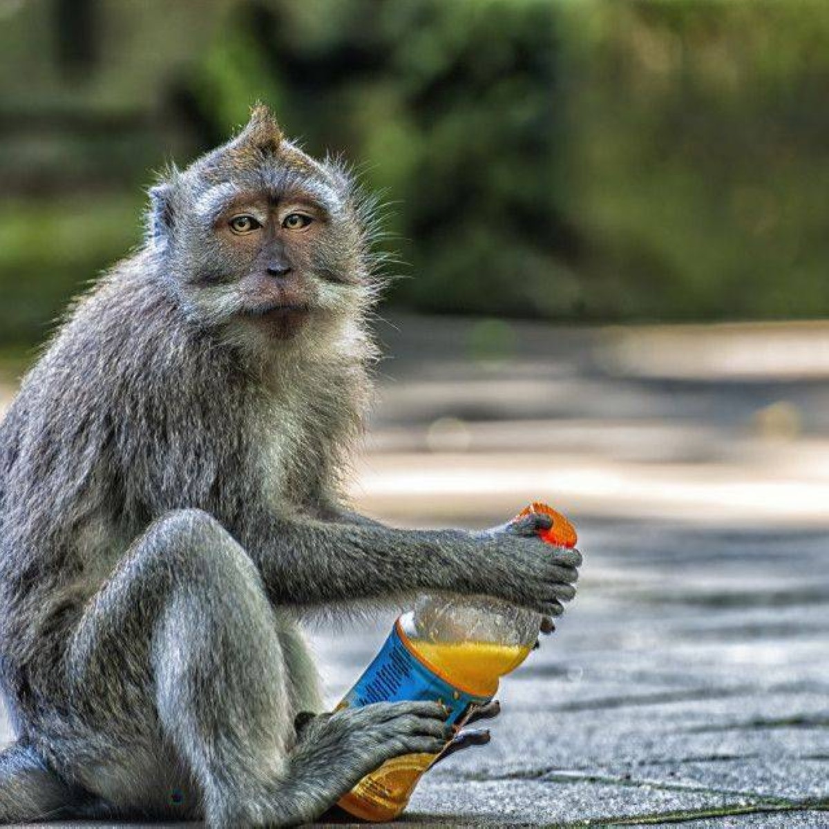 قردة «البونوبو» تفكر وتحلل وتتخيل