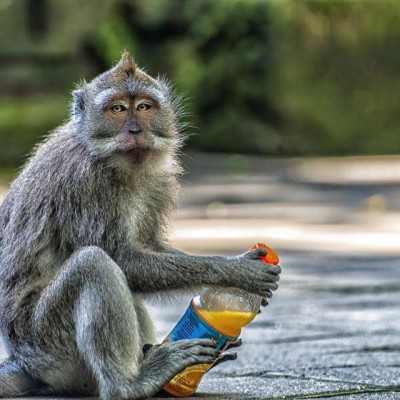 قردة «البونوبو» تفكر وتحلل وتتخيل